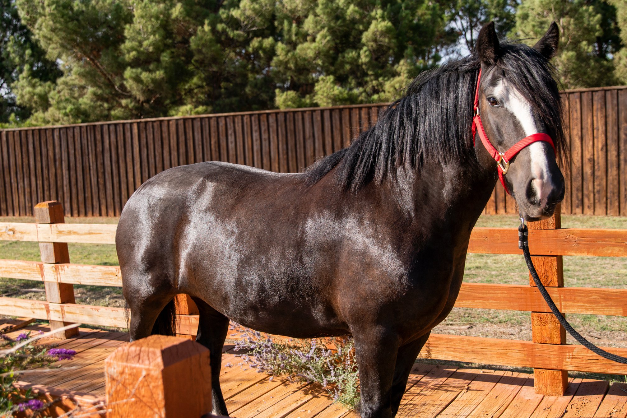 Comanche