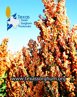 Texas Grain Sorghum Producers 