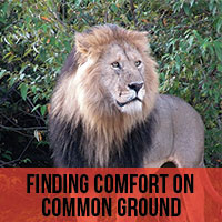 Finding Comfort on Common Ground
