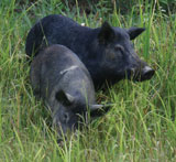 Wild Hogs