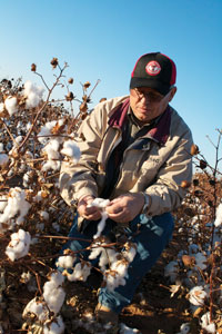 cotton