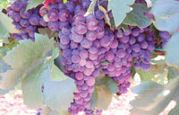 grapes