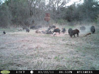 hogs
