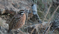 quail