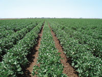 cottonfield