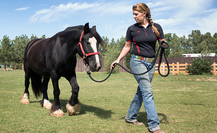 Therapeutic Riding Center horses