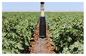 Irrigation in cotton field