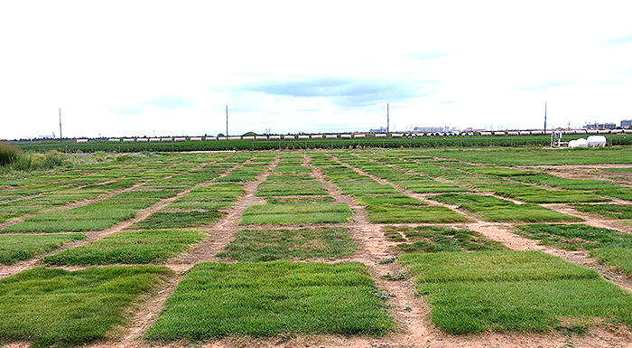 Grass plots