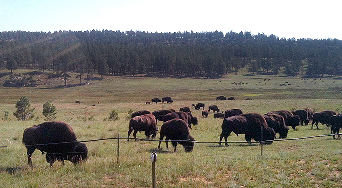 wild bison