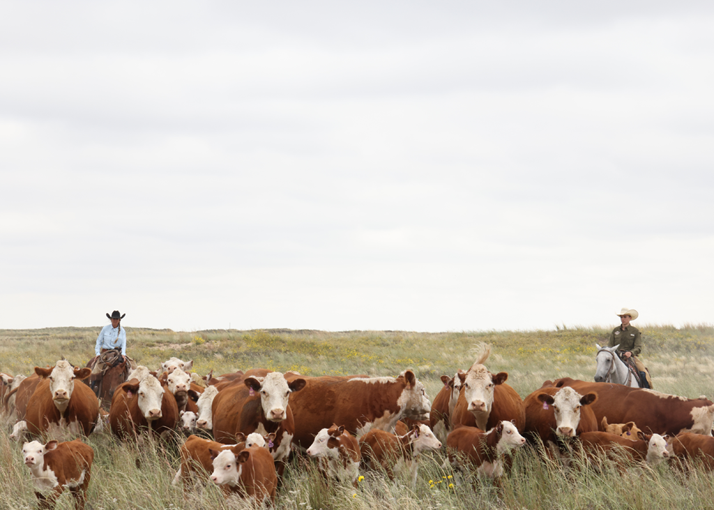 ttu ranch management