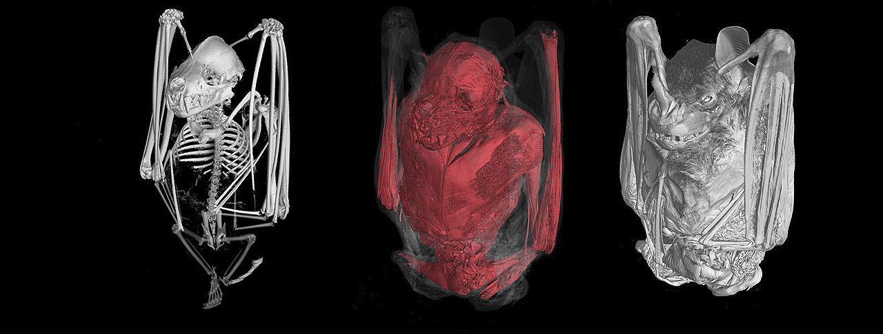 CT scan of bat