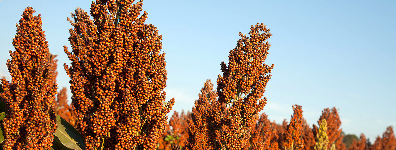 grain sorghum