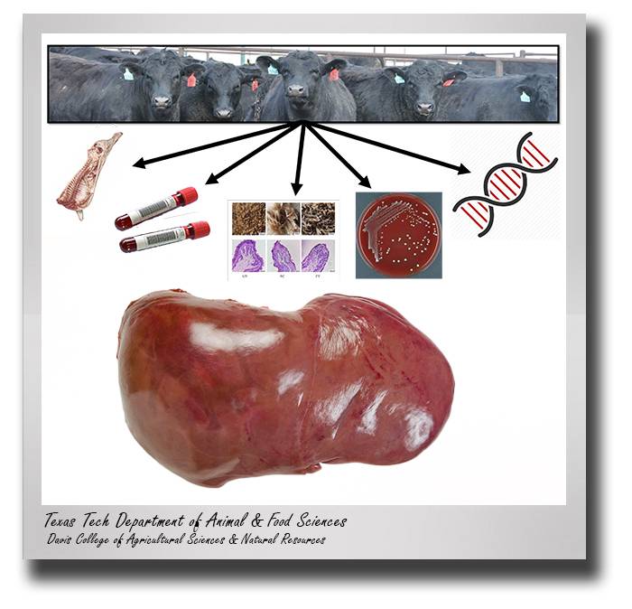 afs-woerner-liver-abscess-drop