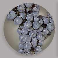 pss-hellman-food-wine-concentration-drop-200
