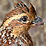 Protracted drought cuts deeply into Texas quail numbers: Texas Tech study