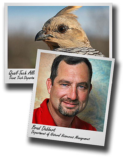 Protracted drought cuts deeply into Texas quail numbers: Texas Tech study