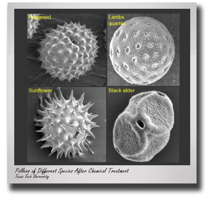 pss-4-pollen-cleaning-drop