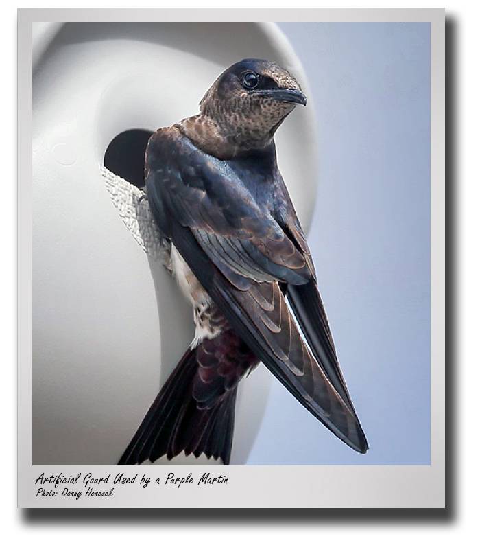 nrm-grisham-purple-martin-conservation-drop