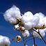 PSS graduate students excel at Orlando's Beltwide Cotton Conference