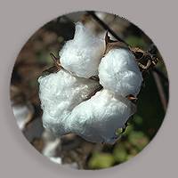 pss-cotton-seed-gene-2018-drop-200