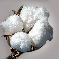 cotton boll