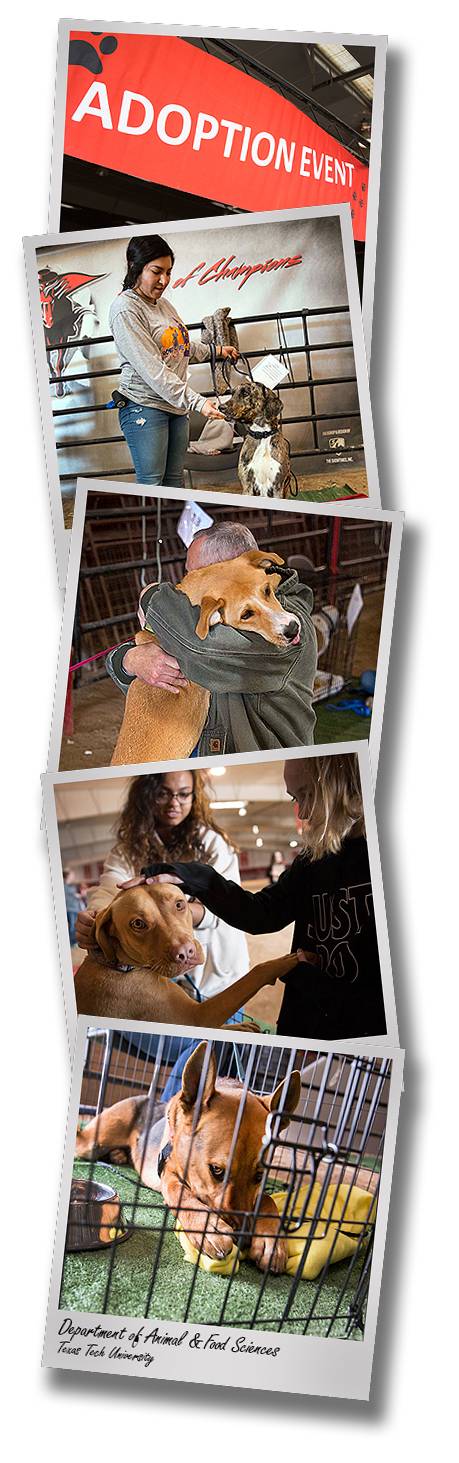 afs-dog-adoption-events-2018-drop