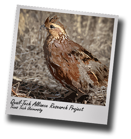 Cold Takes Toll; Supplemental feeding influences survival of West Texas quail