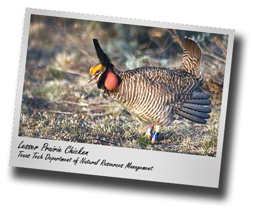 Walking on eggshells; Debate over Lesser Prairie Chicken listing flares up