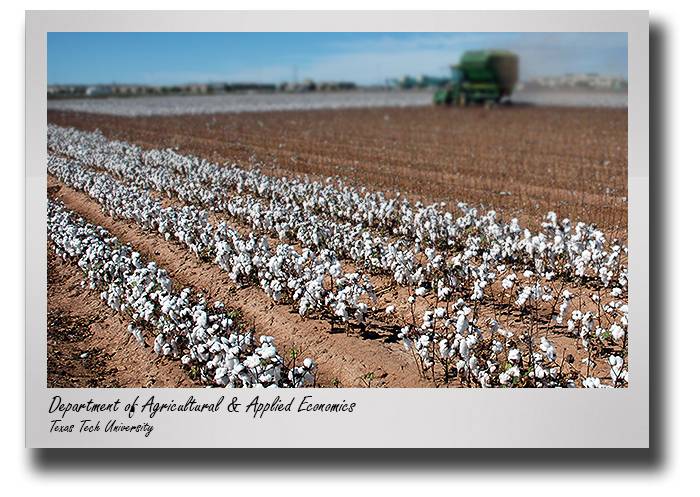 aaec-hudson-cotton-acers-drop
