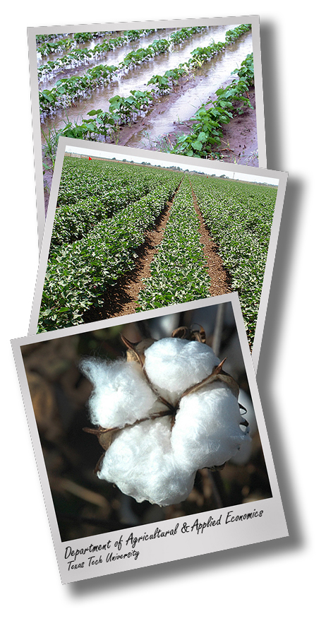 Cotton Field