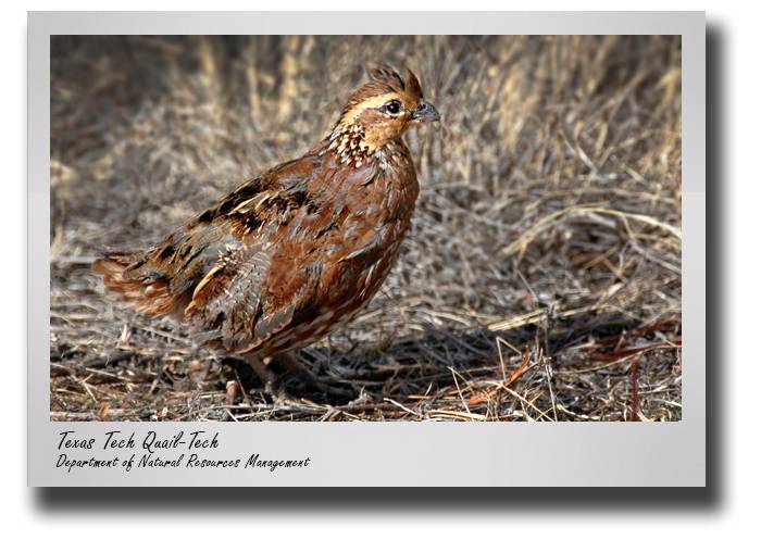 041822-NRM-quail-gift-drop