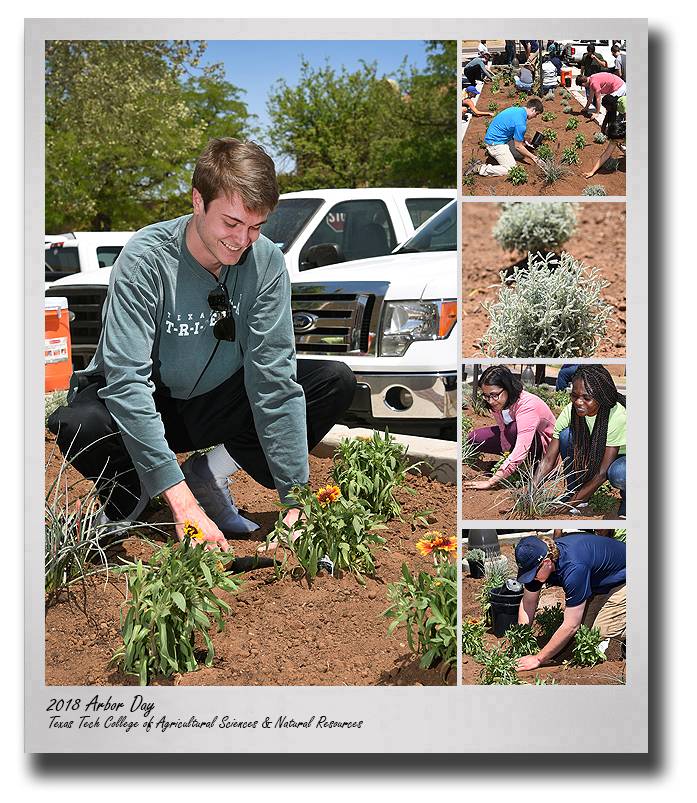 casnr-2018-arbor-day-plantigns-drop