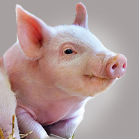 afs-stress-weaning-pigs-grant-200