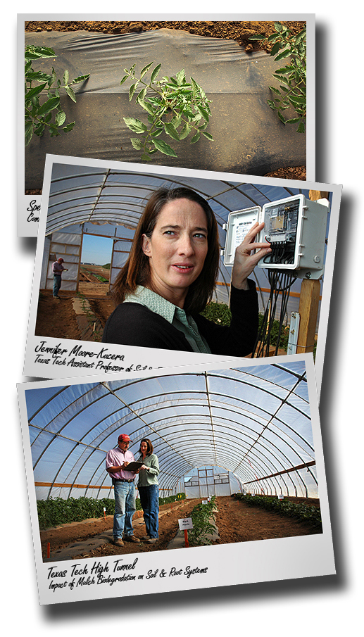 Pulling Plastic; Texas Tech researchers dig into biodegradable mulch