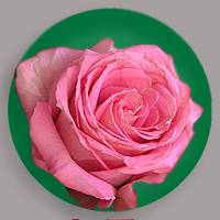 Fresh floral looks dominate Plant and Soil Science design projects