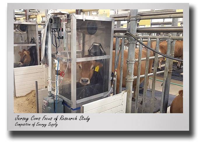 afs-hales-jersey-cows-drop-2