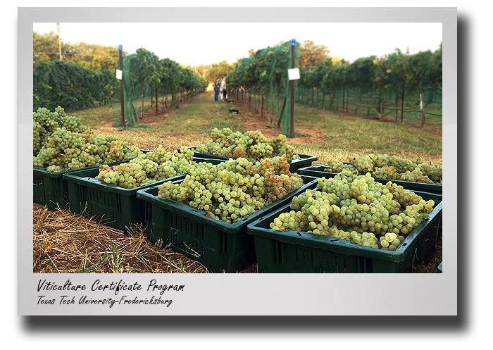 pss-2022-viticulture-certificate-drop