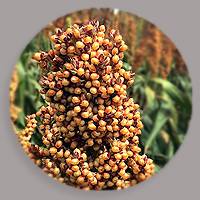 aaec-hudson-sorghum-acers-200