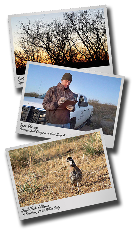 Bird's Eye View: How unmanned flight helps researchers track elusive quail