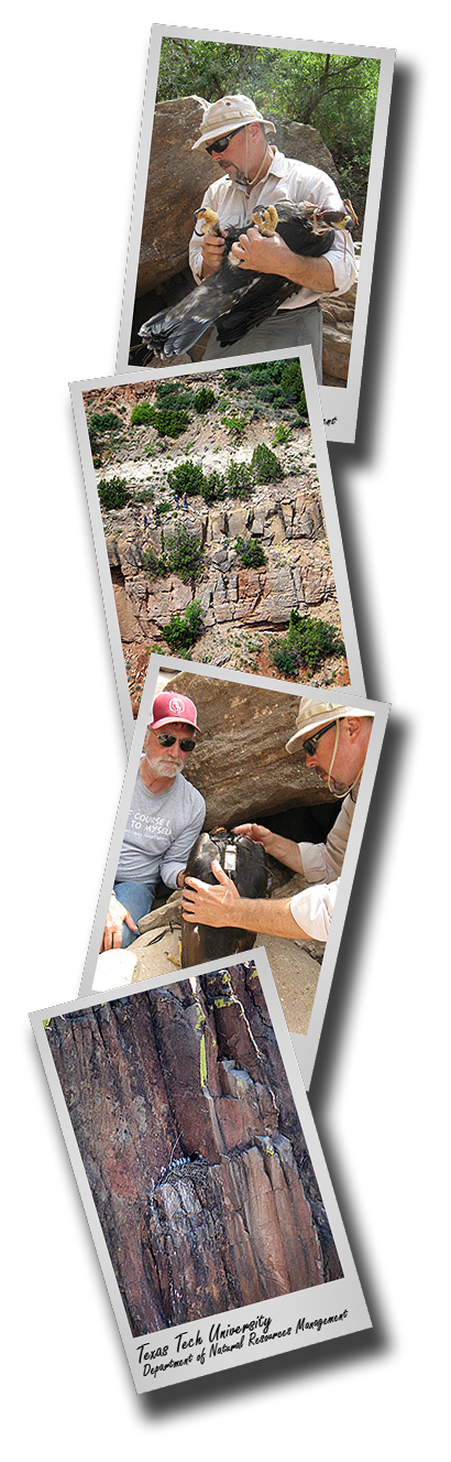 CASNR's Clint Boal aiding in study of eagle interaction with wind turbines