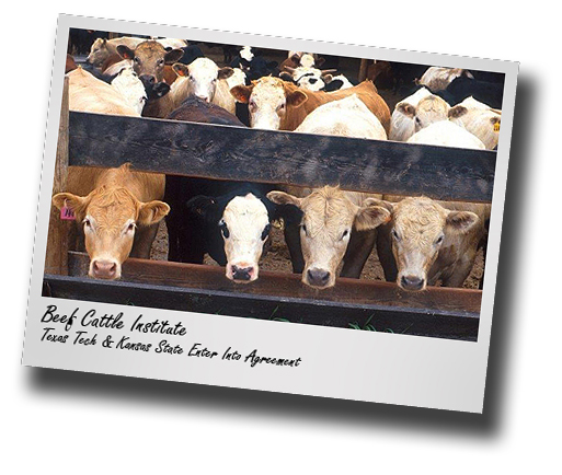 Beef Cattle Institute; Texas Tech, Kansas State enter into beef industry agreement