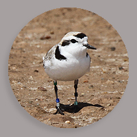 nrm-conway-snowy plover-drop-200