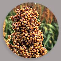 dean-global-sorghum-conference-200