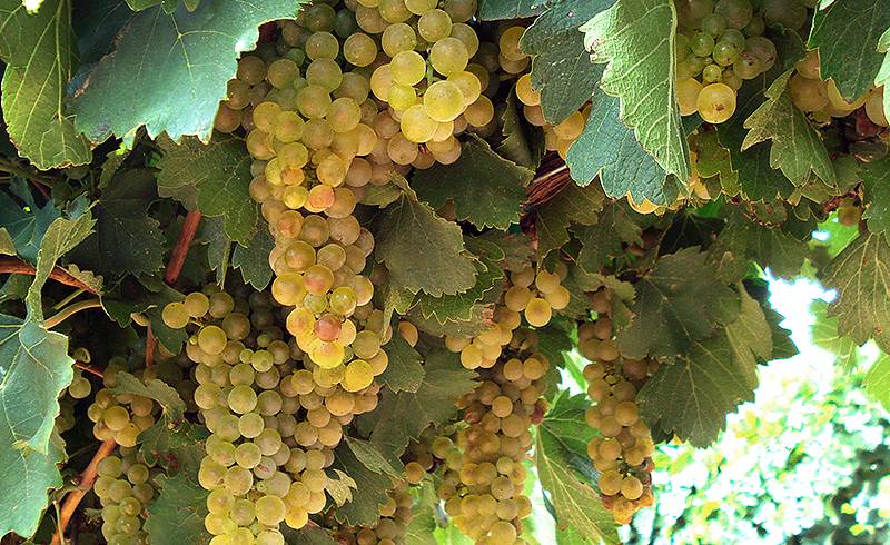 PSS Viticulture Certificate Program Application Window Now Open