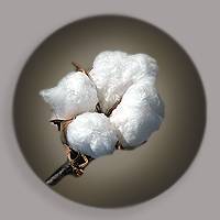 pss-new-cotton-classing-facility-drop-200