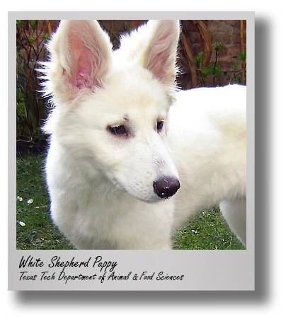 afs-peak-cuteness-puppies-white-shepherd-drop