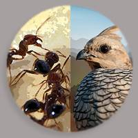 nrm-fire-ants-quail-200