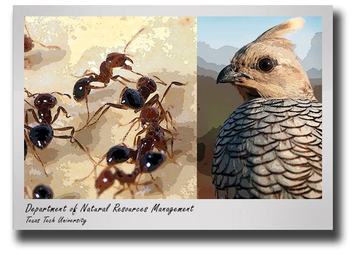 nrm-fire-ants-quail-drop
