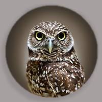 nrm-boal-burrowing-owl-200