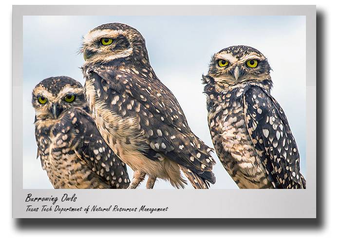 nrm-boal-burrowing-owl-drop-1